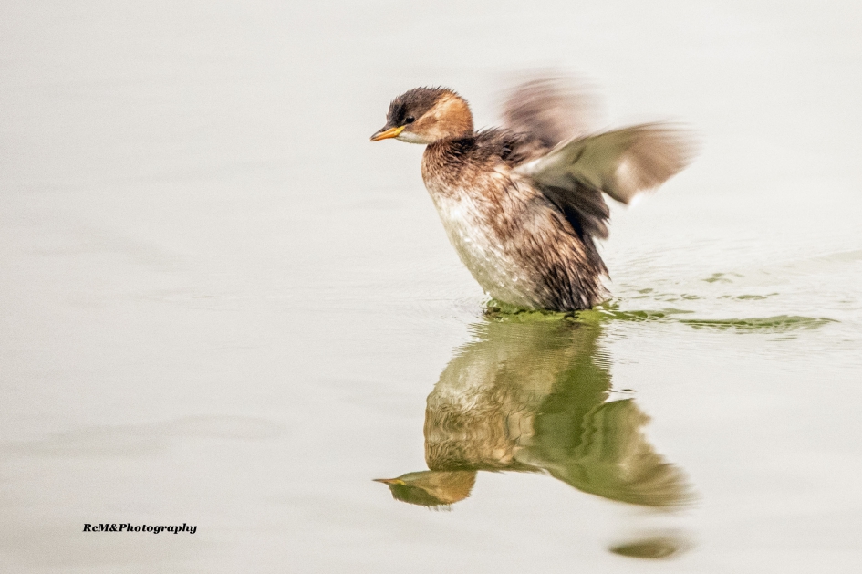 Dodaars. - Vogels - Dodaars.