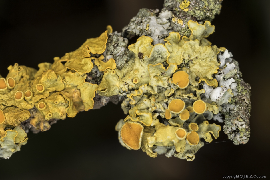 Dooiermos ( Xanthoria parietina) - Schimmels - Dooiermos