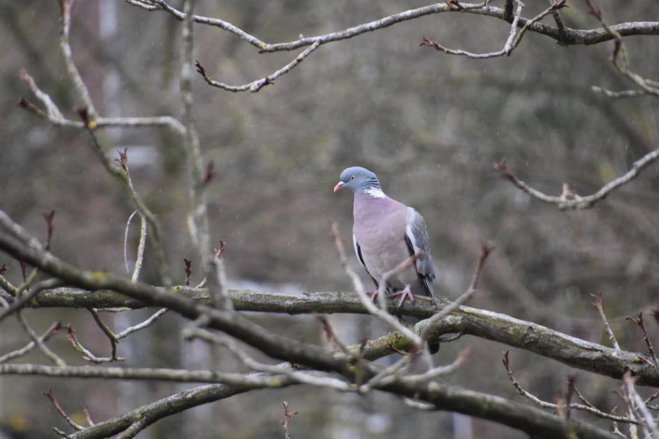 Houtduif - Vogels - 