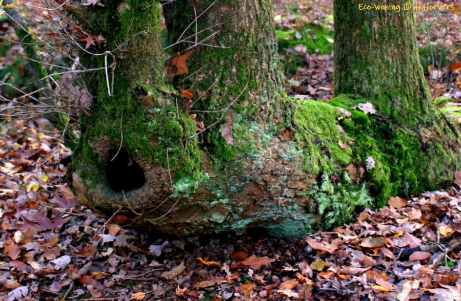 Eco-Woning... - Planten - 