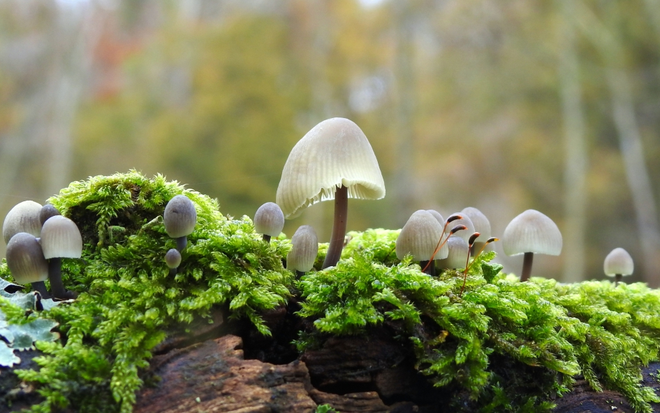 Een heel klasje - Schimmels - 