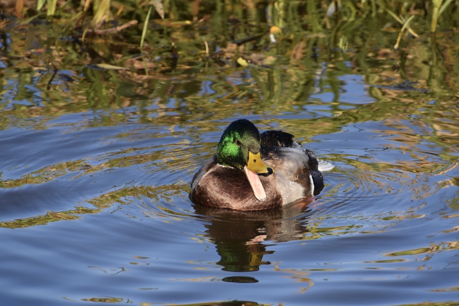 Eend - Vogels - 