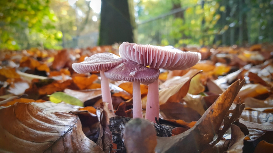 "Elfjes" - Schimmels - Elfenschermpje