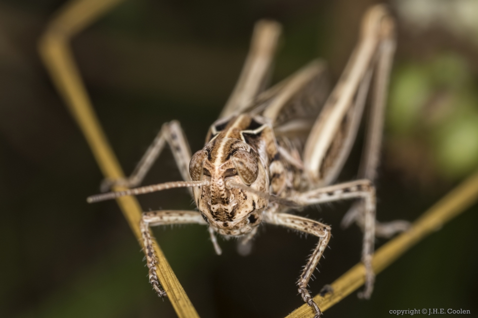 Even tevoorschijn. - Geleedpotigen - 
