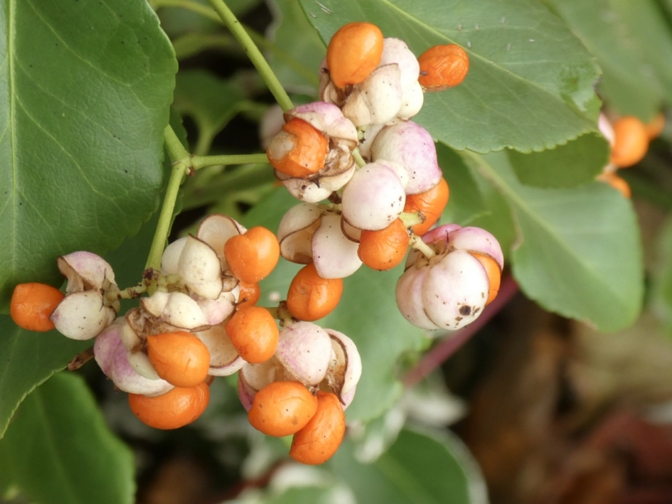 Familie van de kardinaalsmuts - Planten - 
