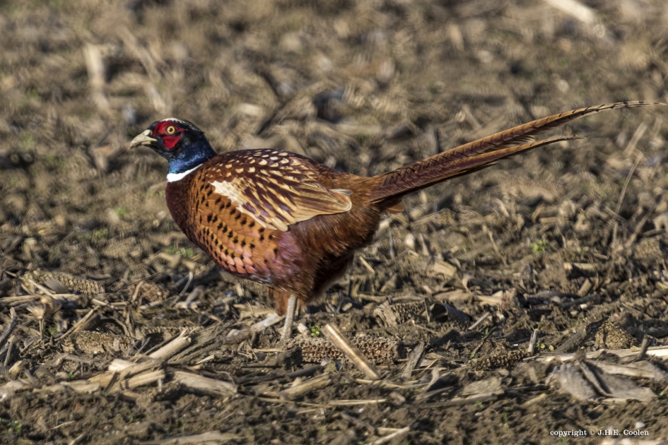 Fazant (Phasianus colchicus) - Vogels - Fazant