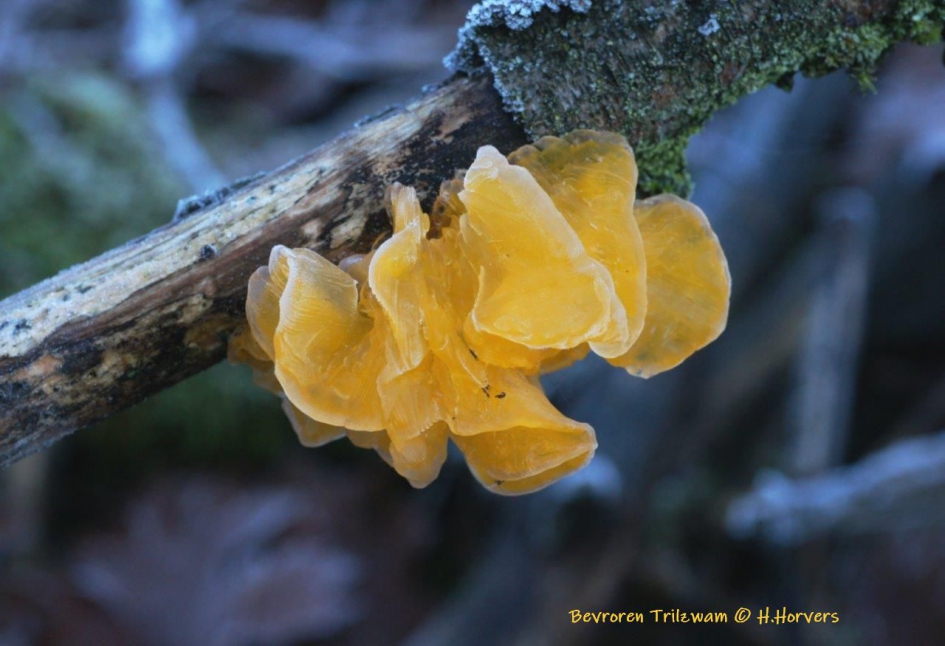 Frozen Trilzwam - Schimmels - gele Trilzwam