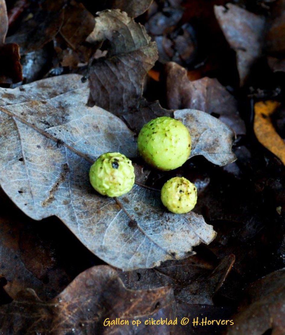 Gallen op eikeblad - Planten - Gallen