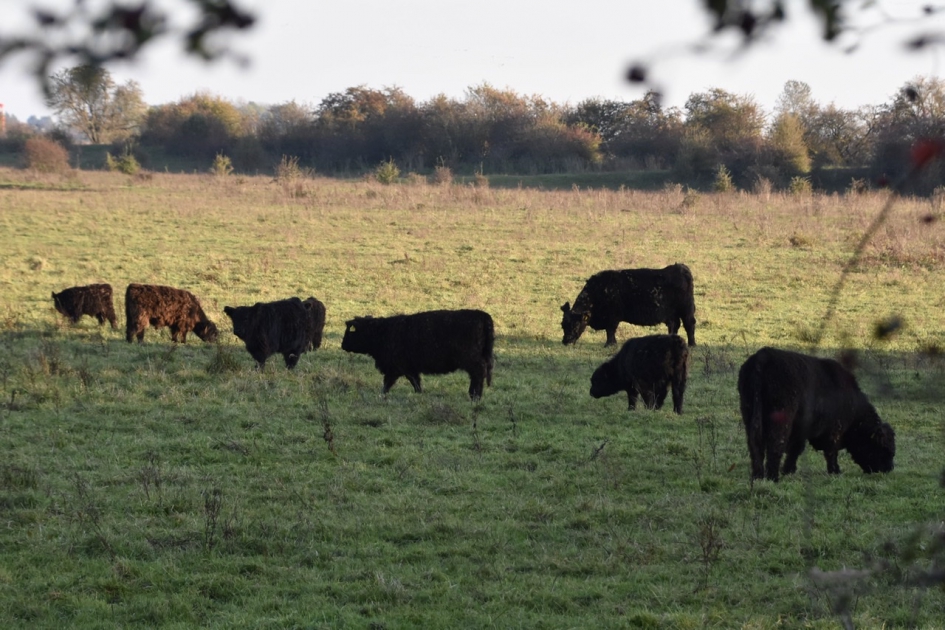 Galloways - Zoogdieren - 