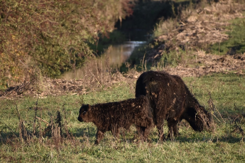 Galloways - Zoogdieren - 