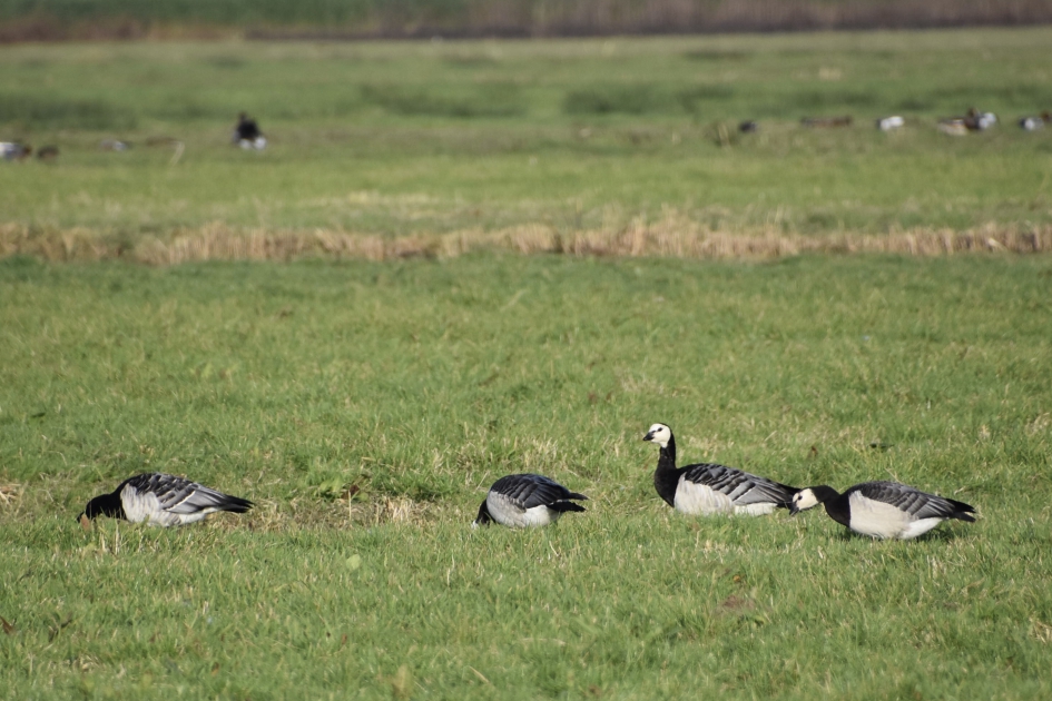Brandganzen - Vogels - 