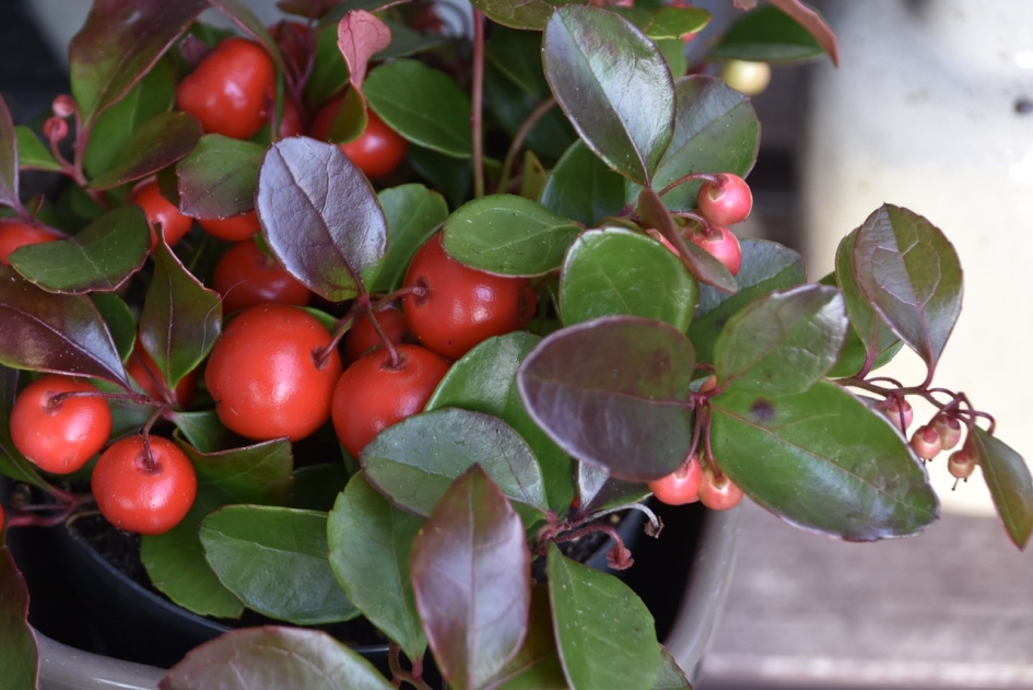 Gaultheria - Planten - 