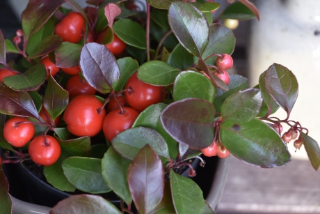 Gaultheria