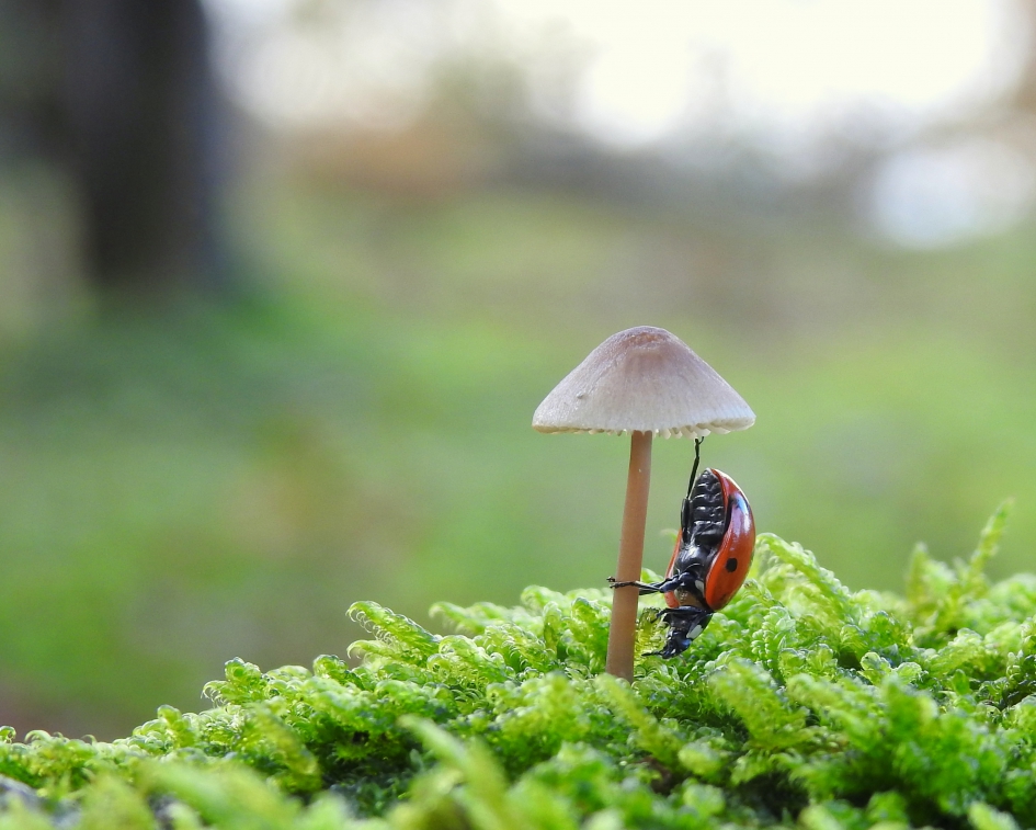 Geen paniek !! - Schimmels - Mycena +