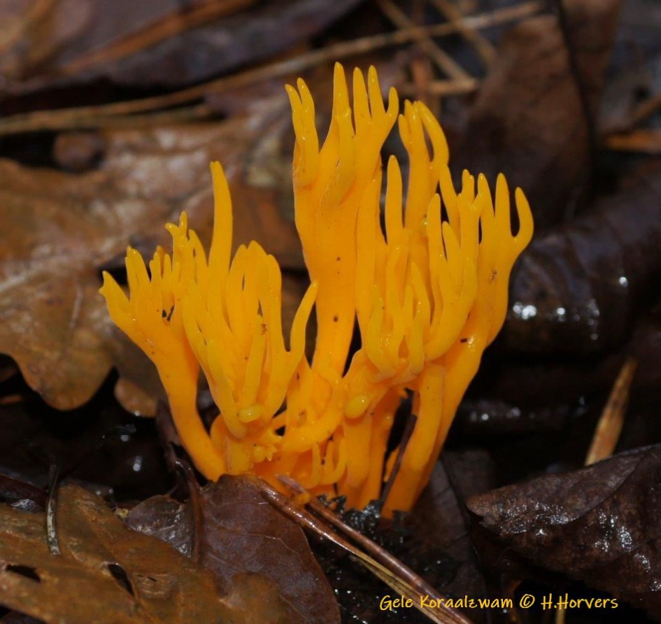 Gele Kleverige Koraalzwam - Schimmels - Gele Kleverige Koraalzwam