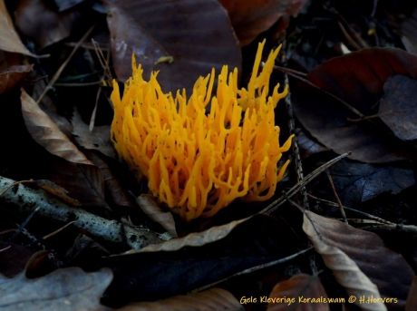 Gele Kleverige Koraalzwam