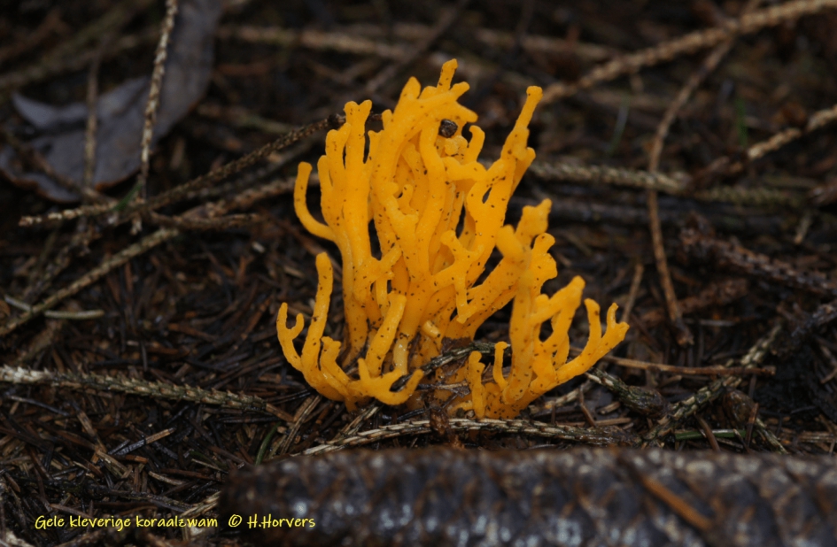 Gele kleverige koraalzwam - Schimmels - Gele kleverige koraalzwam