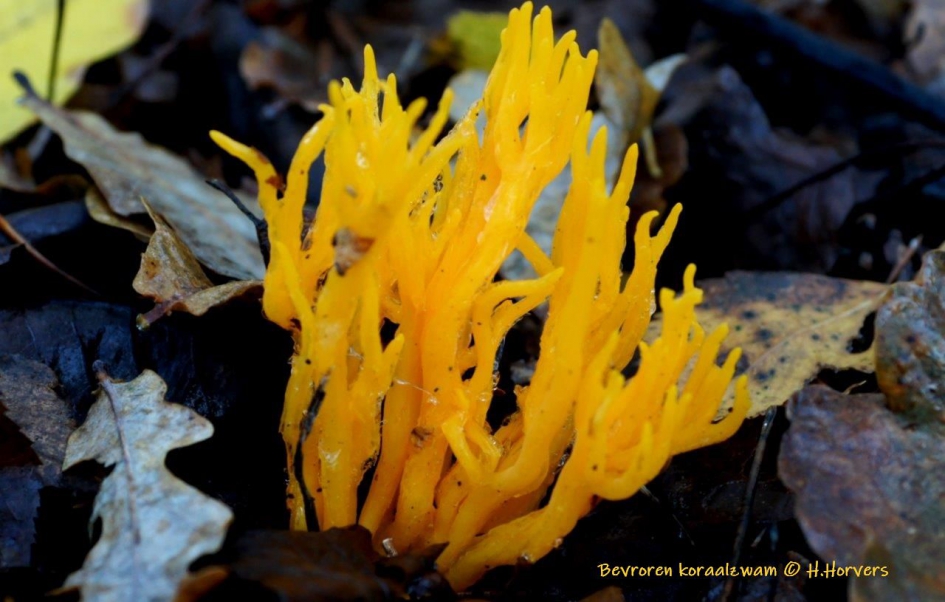 gele koraalzwam met ijs - Schimmels - Gele kleverige Koraalzwam