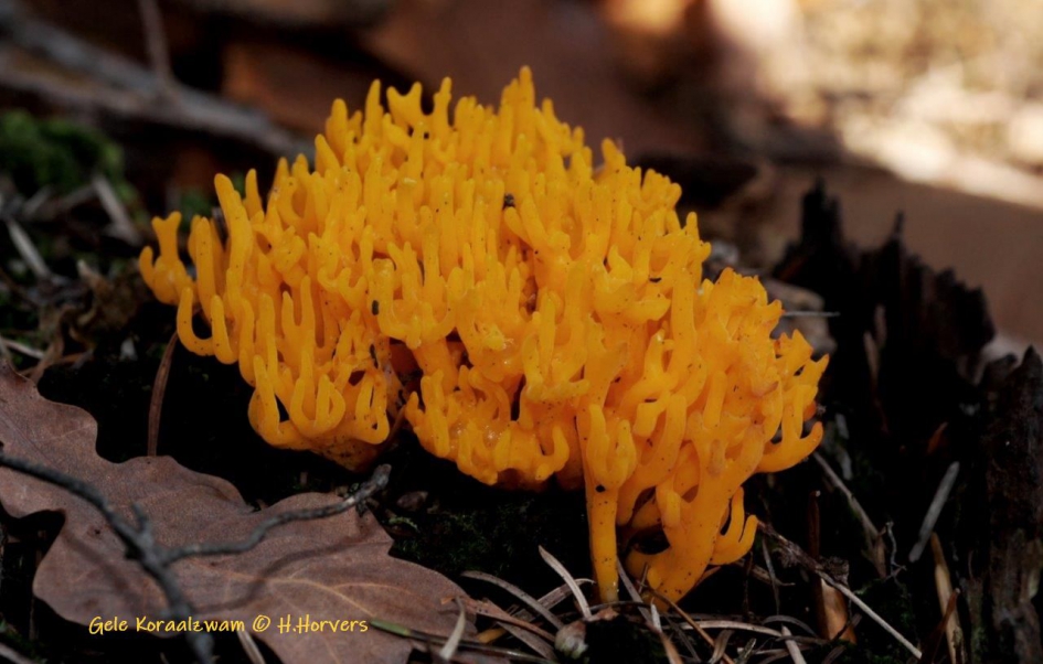 Gele koraalzwammen - Schimmels - Gele koraalzwammen