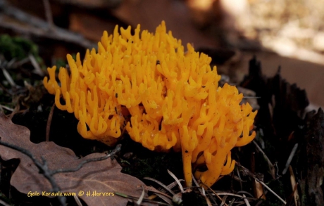 Gele koraalzwammen