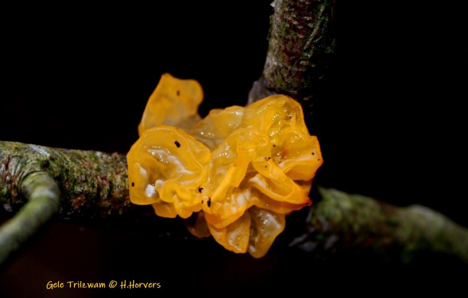 gele trilzwam - Schimmels - gele trilzwam