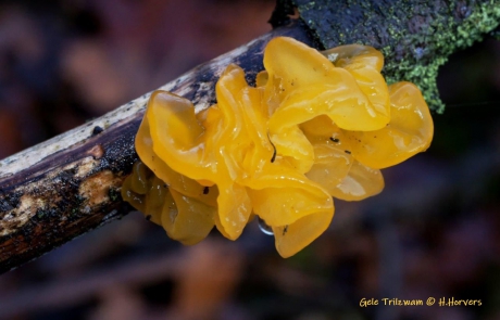 Gele Trilzwam