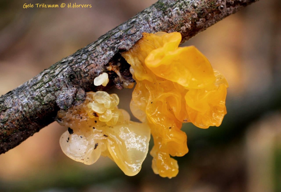 Gele Trilzwam - Schimmels - Gele Trilzwam
