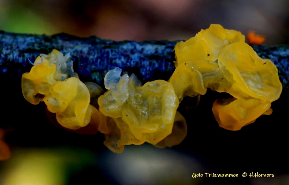 Gele trilzwam - Schimmels - Gele trilzwam