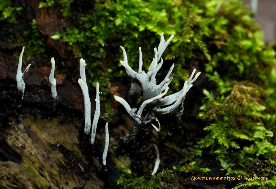 Geweizwammetjes - Schimmels - Geweizwammetjes