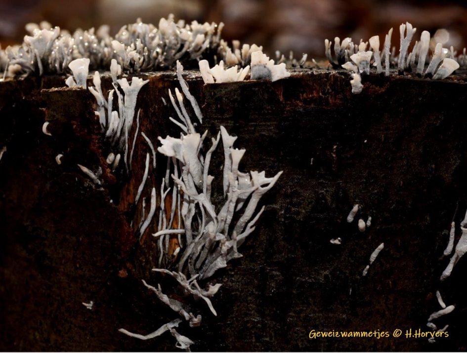 Geweizwammetjes op boomstronk - Schimmels - Geweizwammetjes