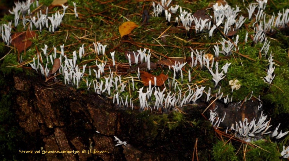 Geweizwammetjes op boomstronk - Schimmels - Geweizwammetjes