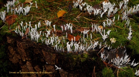 Geweizwammetjes op boomstronk