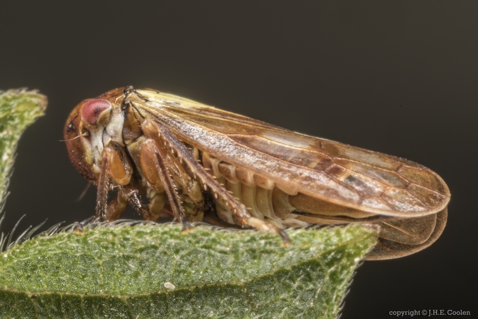 Gewone berkenmaskercicade (Oncopsis flavicollis ) - Geleedpotigen - Gewone berkenmaskercicade