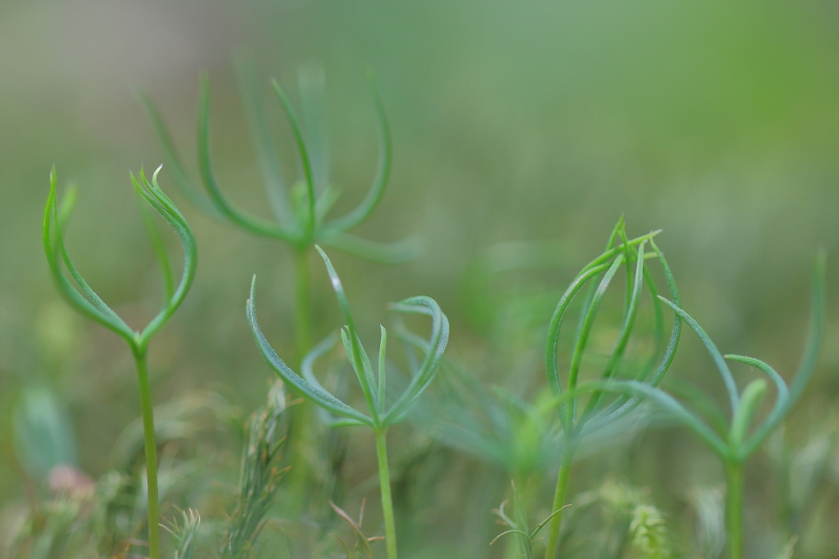 gewone spurrie - Planten - gewone spurrie