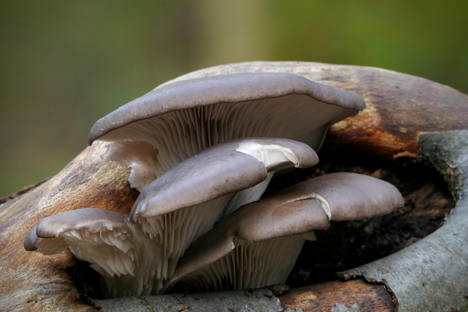 "Gezwam" - Schimmels - Oesterzwam.