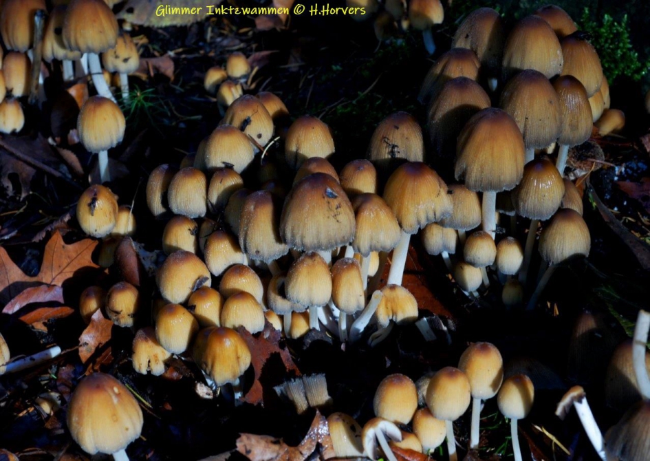 Glimmer inktzwammen - Schimmels - Glimmer inktzwammen