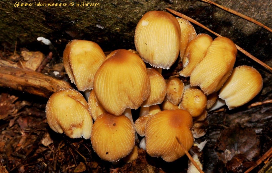 Glimmer inktzwammen - Schimmels - Glimmer inktzwammen