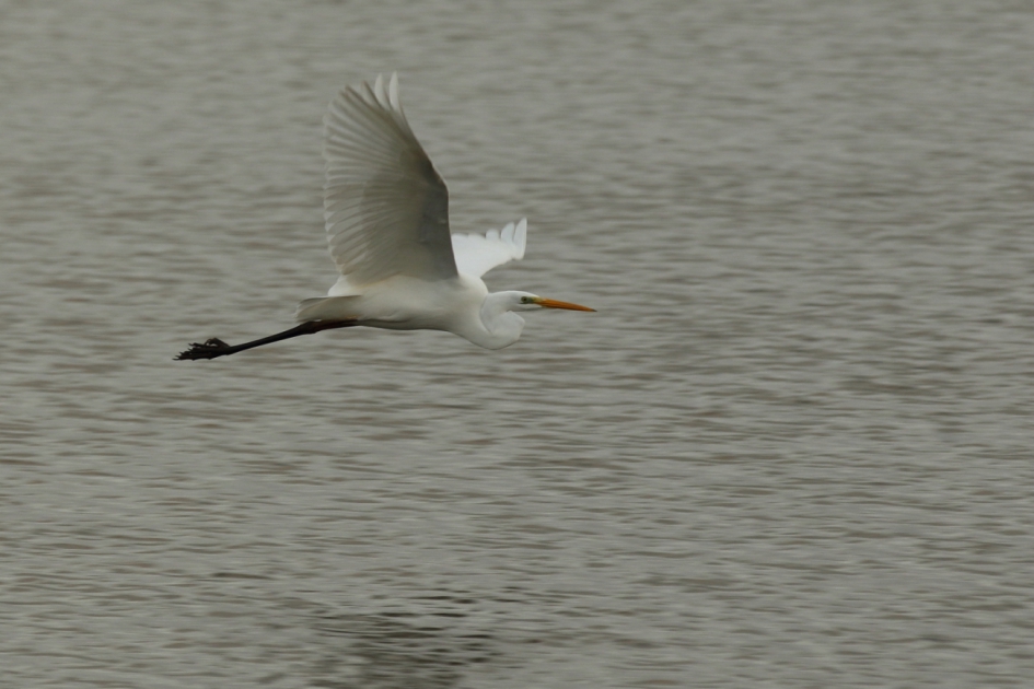 grauw-wit - Vogels - grote zilverreiger