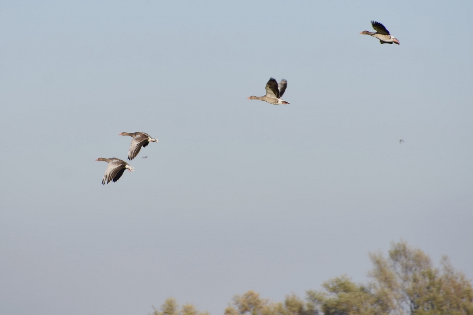 Grauwe ganzen - Vogels - 