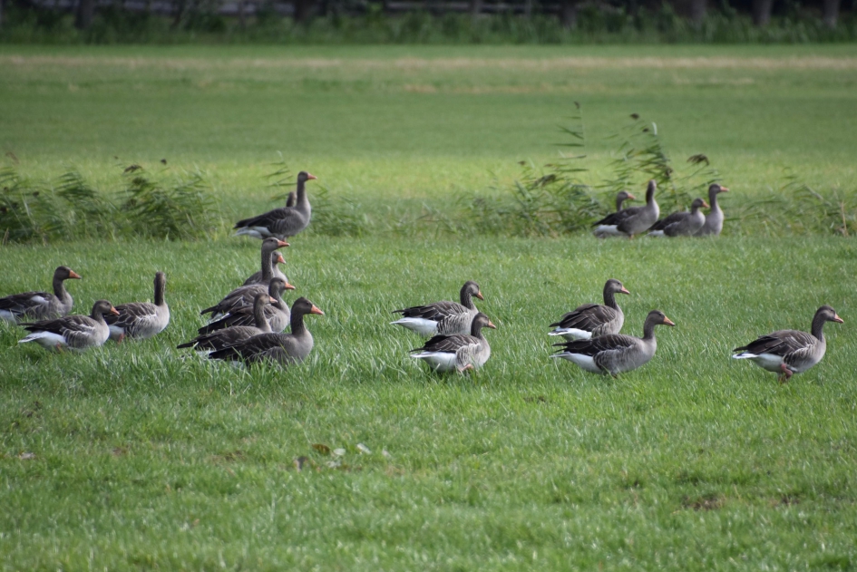 Grauwe ganzen - Vogels - 