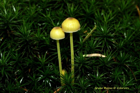 Groene Mycena