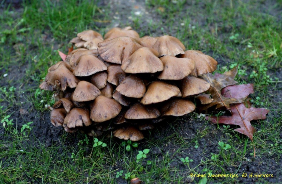 Groep bruine zwammetjes - Schimmels - Groep bruine zwammetjes
