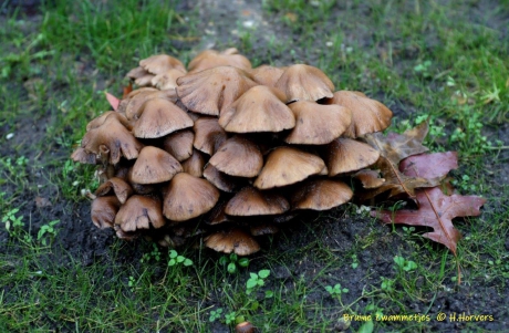 Groep bruine zwammetjes