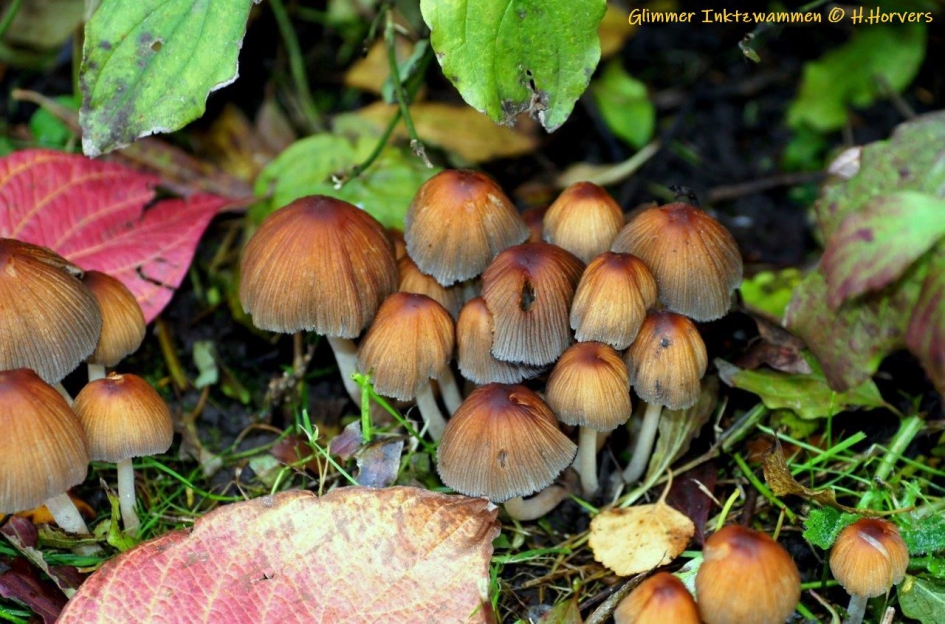 Groepje Glimmer Inktzwammen - Schimmels - Glimmer Inktzwammen