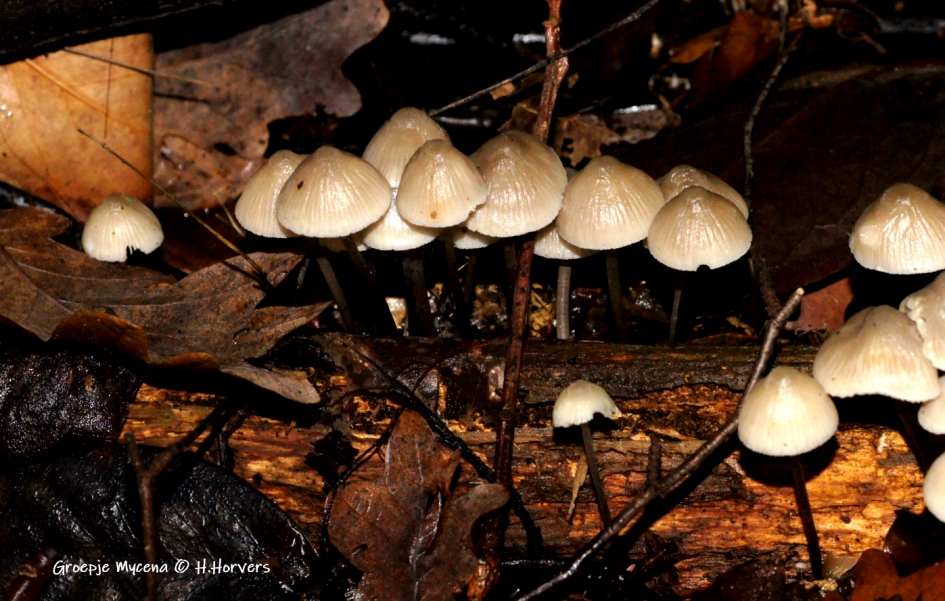 Groepje Mycena - Schimmels - Mycena
