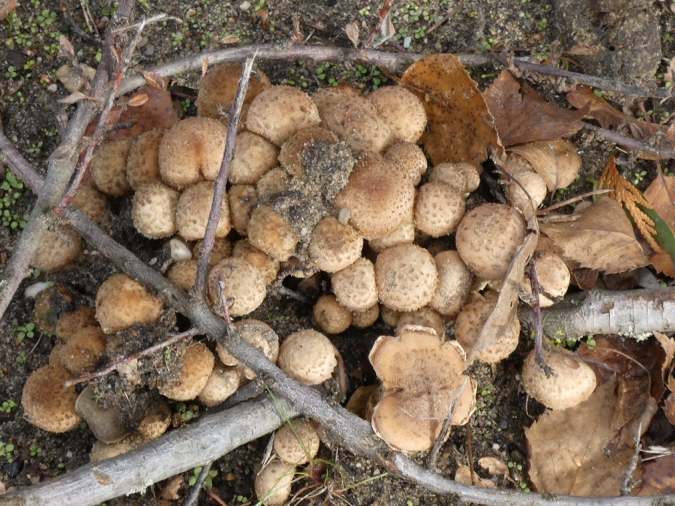 Groepje paddenstoelen - Schimmels - 