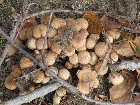 Groepje paddenstoelen