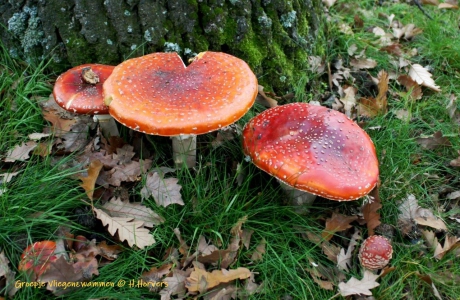 Groepje Vliegenzwammen