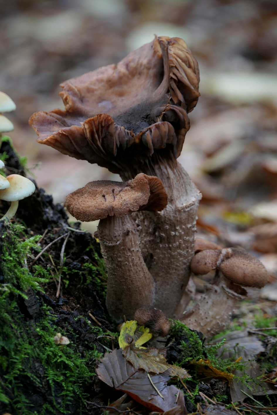 Groot (oudje) - Schimmels - 