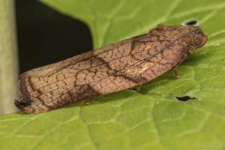 Grote appelbladroller  (Archips podana)